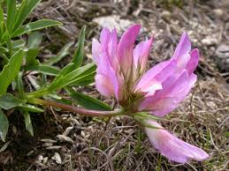 Trifolium alpinum - Wikipedia, la enciclopedia libre