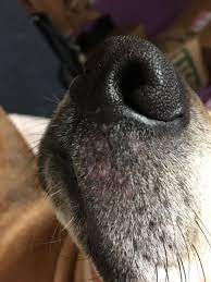 my dog has developed a rash on her lip