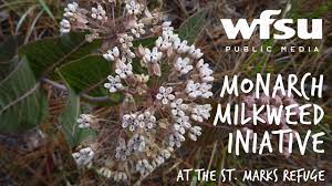 florida native milkweed tips for