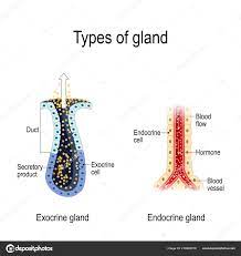 gland anatomy endocrine exocrine glands