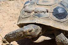 Desert Tortoise Wikipedia