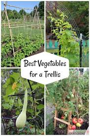 Vegetable Trellis