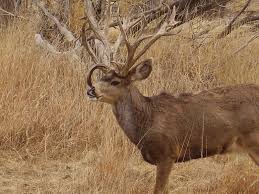 Is there water nearby, or should i haul my own? F S Exclusive Highest Scoring Mule Deer Shed Of All Time Found In Colorado Springs Field Stream In 2021 Mule Deer Mule Deer Hunting Deer Pictures