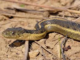 The family covers around one hundred species, including the most common types of snakes such as garter snakes, kingsnakes, rat snakes and coachwhips. Garter Snakes Pictures And Identification Tips Green Nature