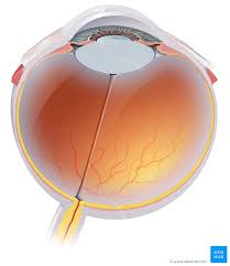eyeball structure and function kenhub