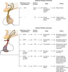 The Pituitary Gland And Hypothalamus Anatomy And Physiology Ii