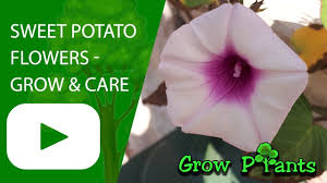 sweet potato flowers grow care