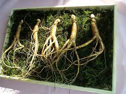 Free Images : plant, root, ginseng, sansam 3264x2448 - - 754488 - Free  stock photos - PxHere