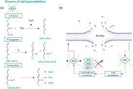 researchgate net publication 353328834 figure