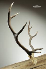 reclaimed deer stag partial skull