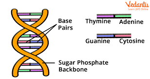 dna for kids learn definition
