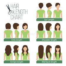 Hair Length Chart Stock Vector Illustration Of Hairstyle