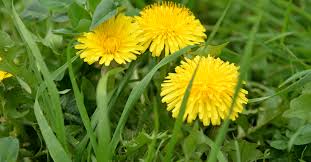 Small, yellow, bell shaped flowers forms new roots wherever stems touch the ground, creeping under and through lawn very invasive, nasty weed How To Treat The 5 Most Common Weeds