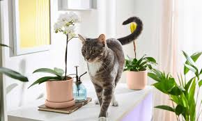 Poisonous Plants For Cats