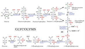 Glycolysis Steps Diagram And Enzymes Involved Online