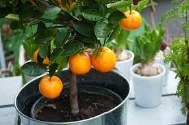 How To Care For A Citrus Tree Frosts