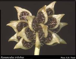 Ranunculus trilobus Desf.: FloraBase: Flora of Western Australia