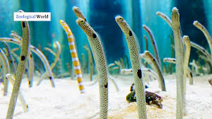 8 garden eel interesting facts