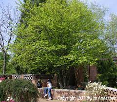 Smaller Shade Trees For Your Yard
