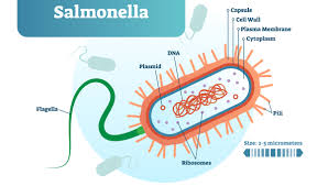 The two species of salmonella are salmonella enterica and salmonella bongori. Nearly 250 Sick In Venezuelan Salmonella Outbreak Food Safety News
