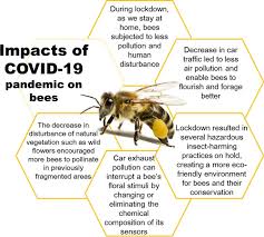 covid 19 pandemic impacts on bees
