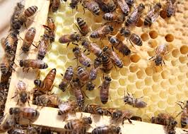 honey bee hive