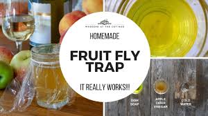 easy homemade fruit fly trap you