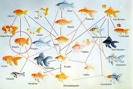 Goldfish Genealogy Chart Great If Youre Interested In