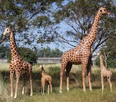 Giraffe Statue Set Sculptures In Australia