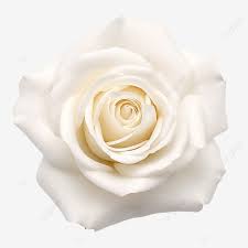 beautiful white rose flower blossom