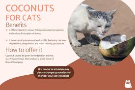 can cats eat coconut benefits risks