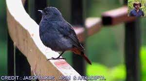 Your child will also learn how to become friends with endangered animals and get a glimpse of animal habitats in the remotest parts of the. Beautiful Birds Of Sikkim Youtube