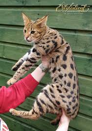 1st generation cats that have 53% of the serval breed can cost higher than others, for instance. F1 Savannah Kittens Cats From Your Wildest Dreams