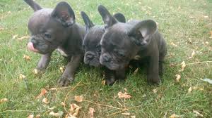 Finding a french bulldog puppy for sale near you may be your top priority. French Bulldog Puppies For Sale Ohiopyle Pa 162715