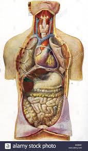 Medicine Anatomy Human Chest Caity And Abdominal Cavity
