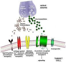 neuronal immune cell units in allergic