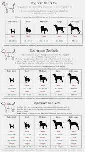 Labrador Growth Chart Goldenacresdogs Com