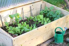 Cold Frame Gardening What Is It And