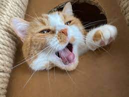 猫学】猫が口を開けて呼吸をしていたらご注意！猫の口呼吸について。 - るるもな。