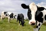 Image result for vacas