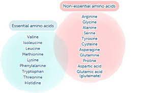 unlocking the power of amino acids and