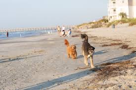 local pet friendly vacation als in