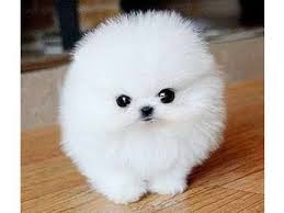 The pomeranian is lively, intelligent, and eager to learn. Cheap Micro Teacup Pomeranian Puppies For Sale Pomeranian Puppy Pomeranian Puppy Teacup Pomeranian Puppy For Sale