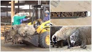 Imagini de groază cu oile exportate de România în Țările Arabe