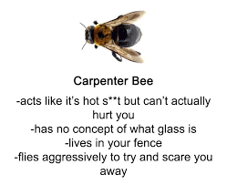 Someone Wrote A Funny Guide About Bees And Wasps And You