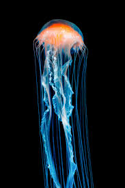 jellyfish wallpapers for