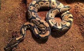 ball python substrates for your pet