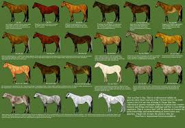 History Of Horse Coat Colors The Emperors New Coats