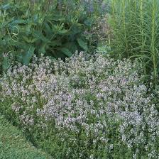 thyme the fragrant ground cover