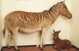 La Equus quagga quagga Images?q=tbn:ANd9GcToWOBWvxB585xcyIVKqtgGkdNOTMoZcsIdspRvG92vMpNViV6DRA